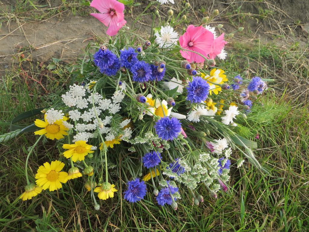 Boerderijcamping Plantlust Veere Cameră foto